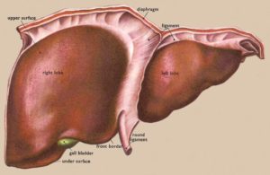 liver